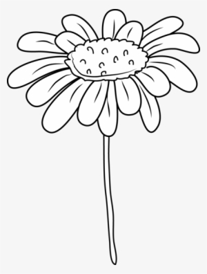 300x396 white daisy png, transparent white daisy png image free download - White Daisy Drawing