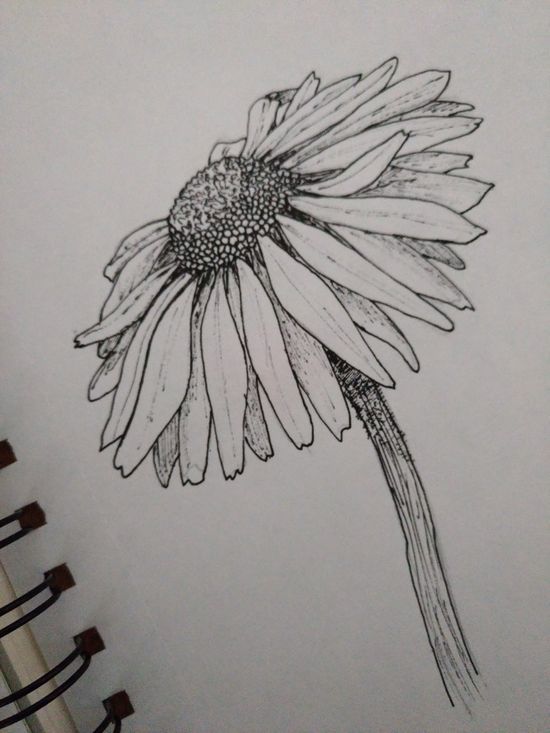 550x733 Art, Beautiful, Black And White, Daisy, Drawing, Flower, Pen, Real - White Daisy Drawing