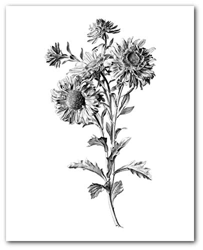 406x500 Marguerite Daisy Print, Black And White Flower Drawing - White Daisy Drawing