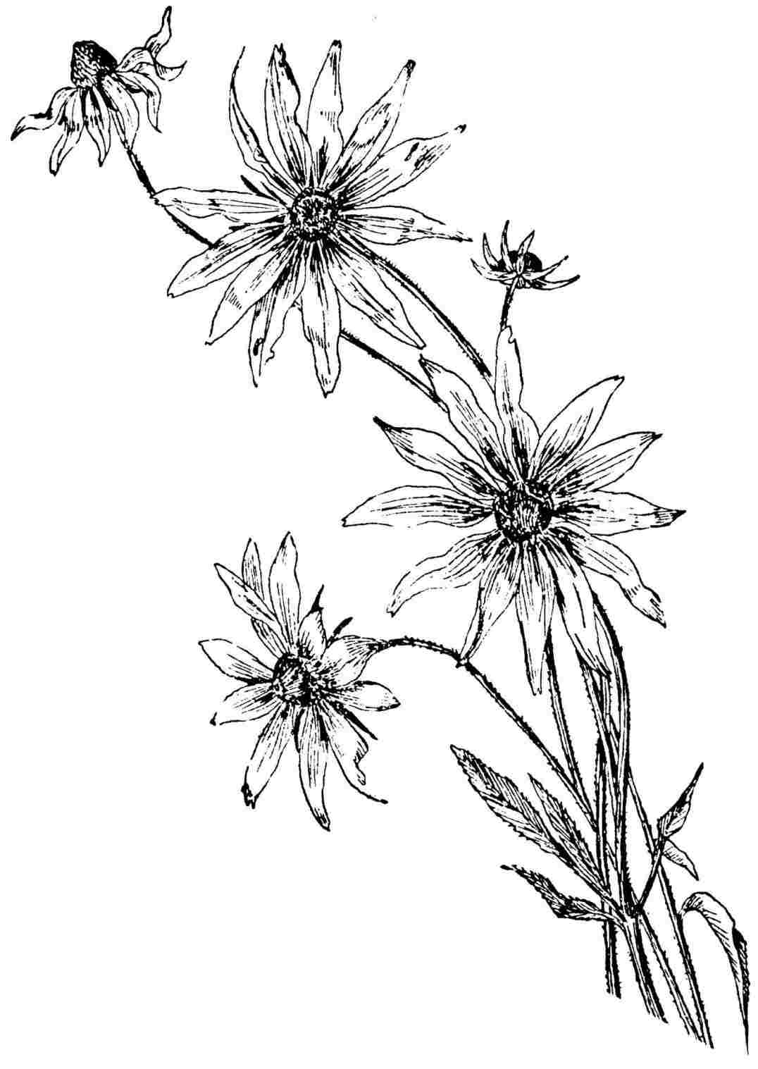 1076x1517 Beautiful Flower Drawing Daisy Monochrome Black And White Daisy - White Daisy Drawing