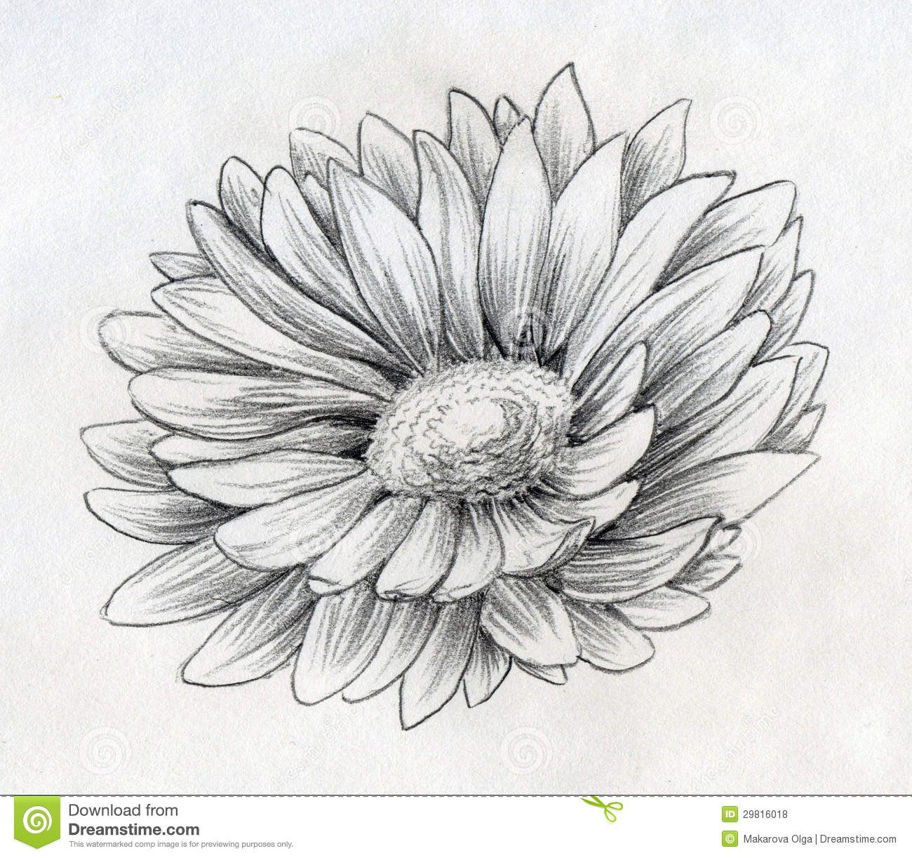 1300x1223 Daisy Drawings Pencil Drawn Sketch Of A Single Daisy Flower - White Daisy Drawing