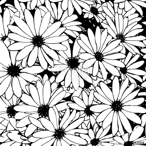500x500 Hand Drawn Black And White Daisy Flowers As A Background Vector - White Daisy Drawing