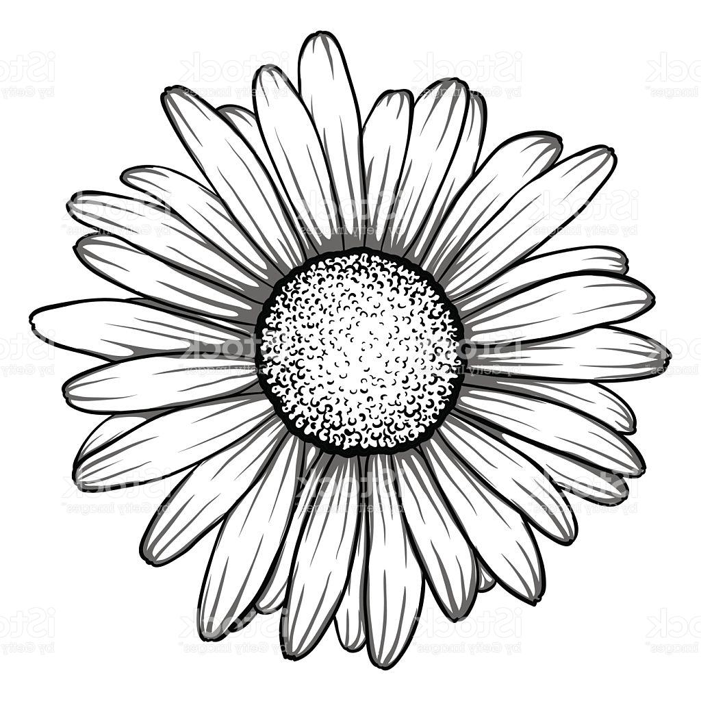 Daisy Drawing Black And White