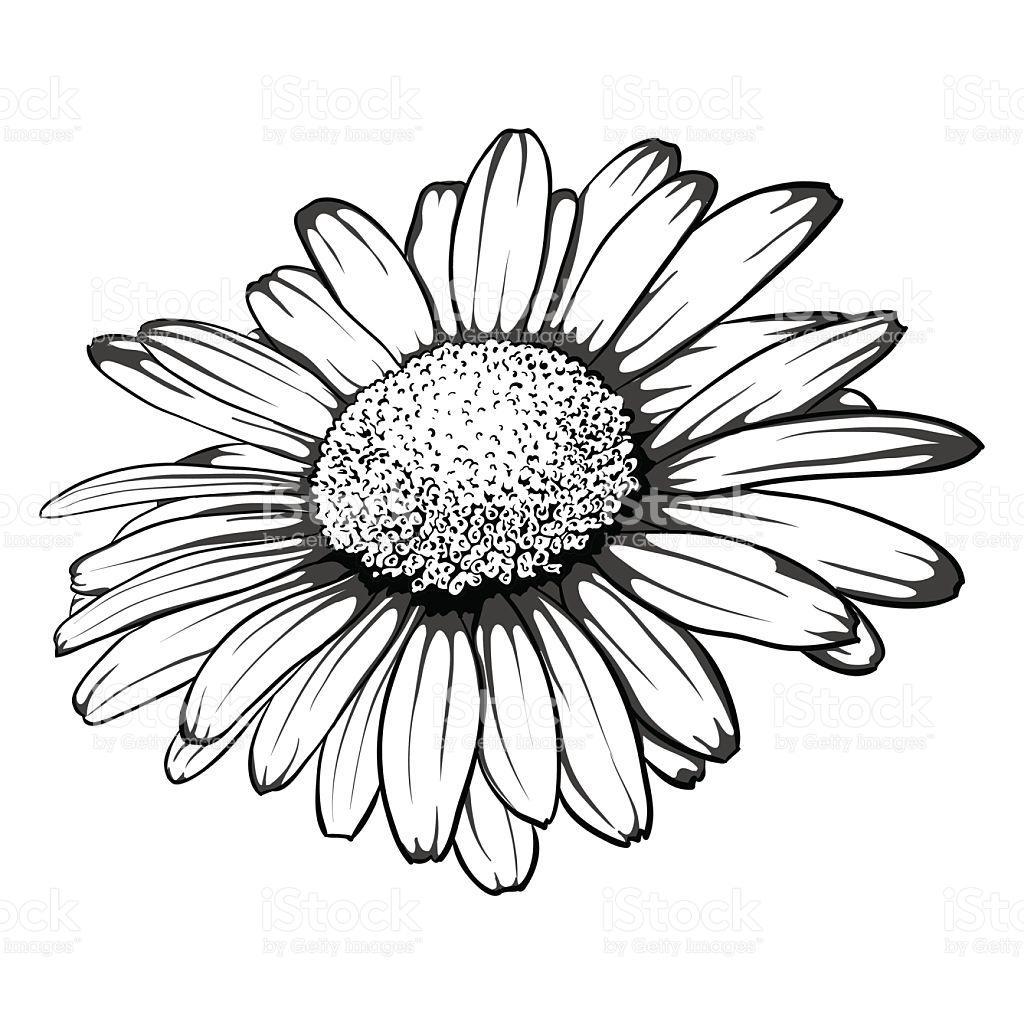 1024x1024 Best Free Black And White Daisy Flower Isolated Vector Pictures - White Daisy Drawing