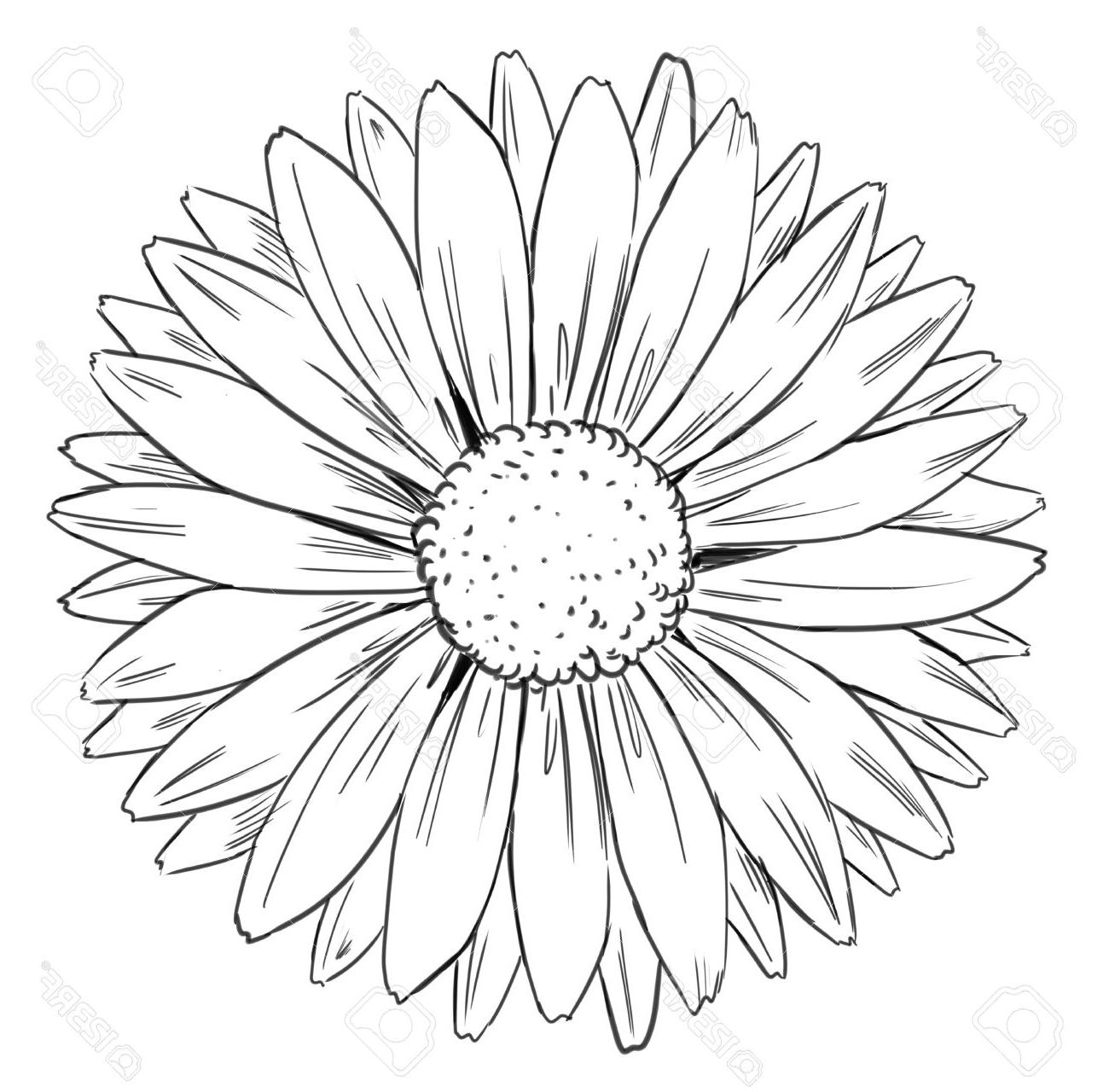 1300x1280 Best White Daisy Drawing Design - White Daisy Drawing