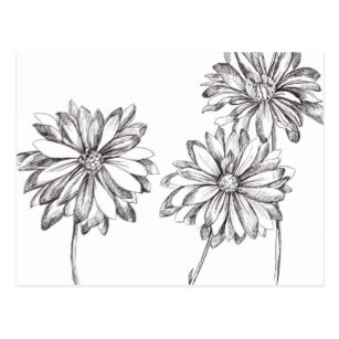 307x307 Black And Daisy Drawing Gifts On Zazzle - White Daisy Drawing