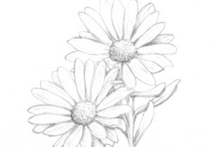 300x210 Black And White Daisy Drawing Daisy Drawing Pen And Ink Sketch - White Daisy Drawing