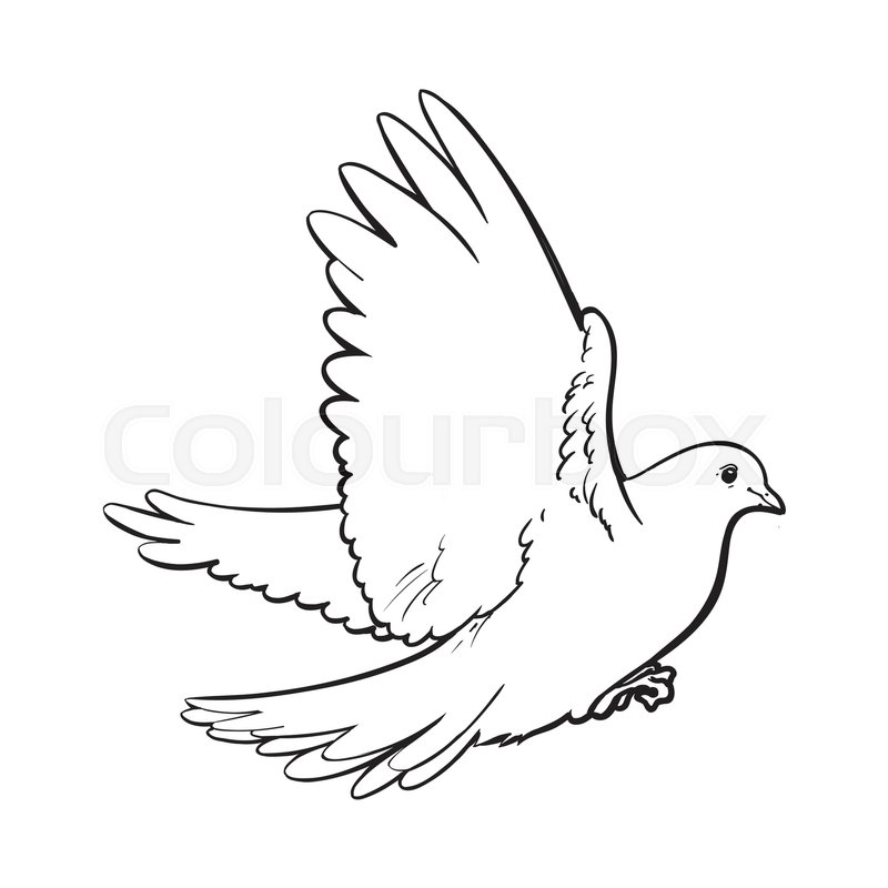 800x800 Free Flying White Dove, Sketch Style Stock Vector Colourbox - White Dove Drawing