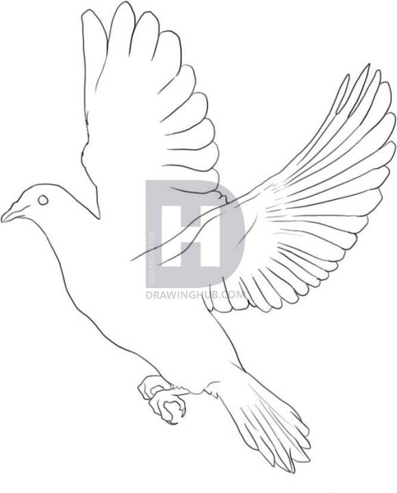 580x720 How To Draw A Dove, Step - White Dove Drawing