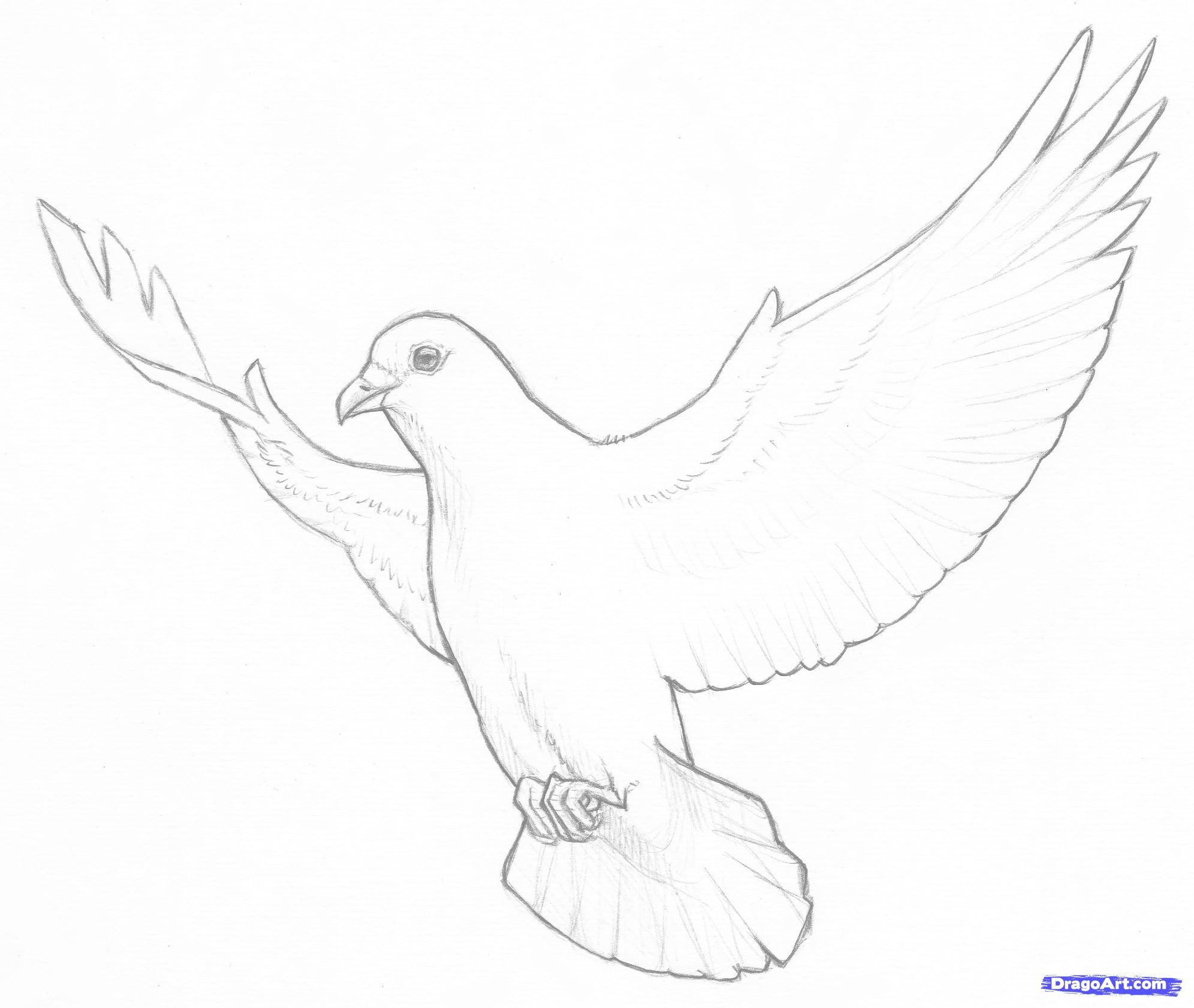 White Dove Drawing at Explore collection of White