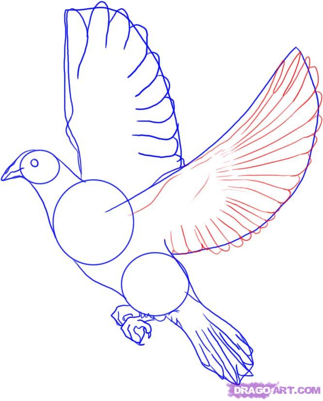666x826 How To Draw A Dove, Step - White Dove Drawing