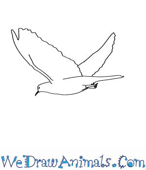 300x350 How To Draw A White Winged Dove - White Dove Drawing