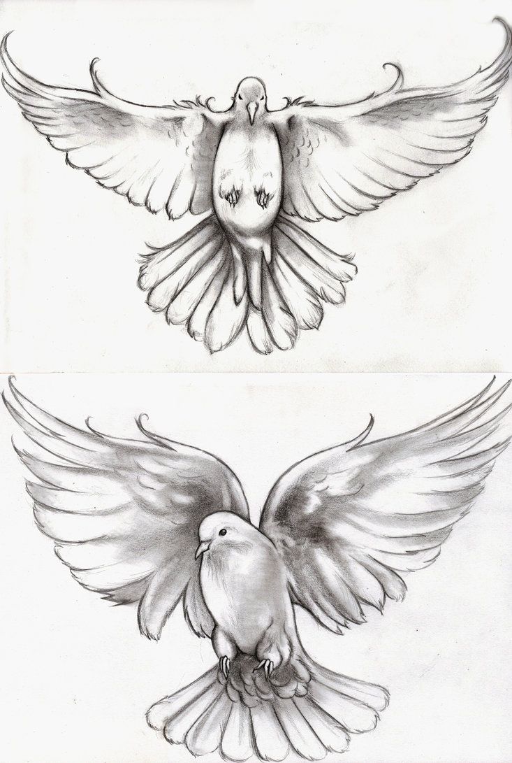 733x1091 Huge Collection Of 'black And White Dove Drawing' Download More - White Dove Drawing