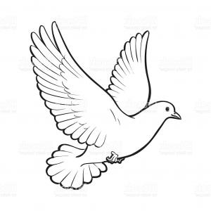 White Dove Drawing at PaintingValley.com | Explore collection of White ...