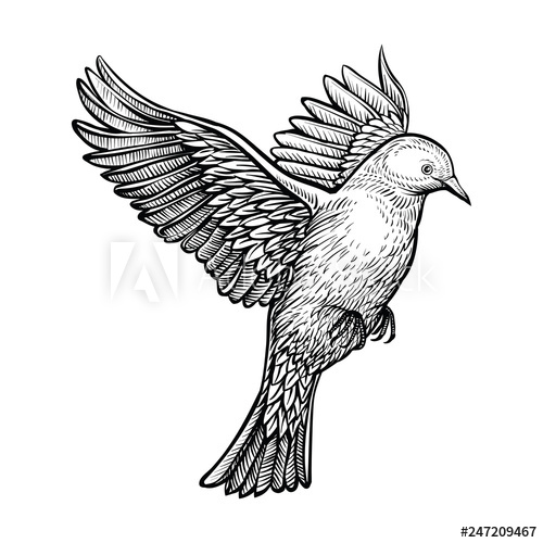500x500 Vector Hand Drawn Flying Pigeon Sketch Of White Dove - White Dove Drawing