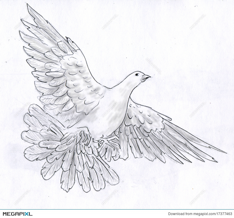 800x746 White Dove - White Dove Drawing