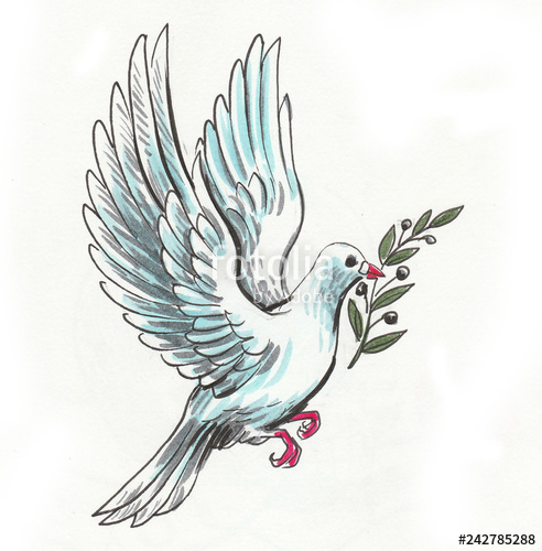492x500 white dove white olive branch ink and watercolor drawing stock - White Dove Drawing