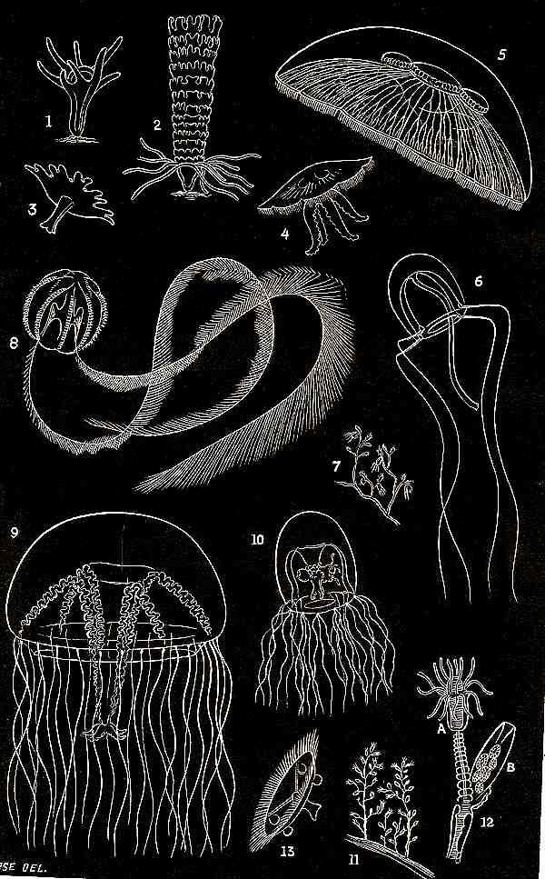 600x967 mic uk white on black reverse ink drawings - White Drawings