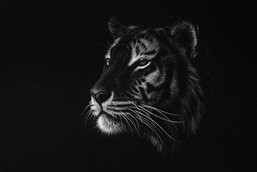 900x605 stunning realistic wildlife white on black drawings fubiz media - White Drawings