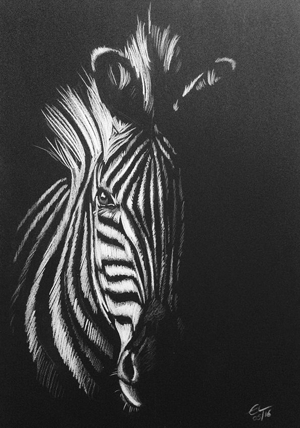 596x850 Zebra - White Drawings