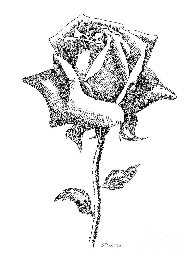 675x900 black and white rose pics rose drawings black white drawing - White Drawings