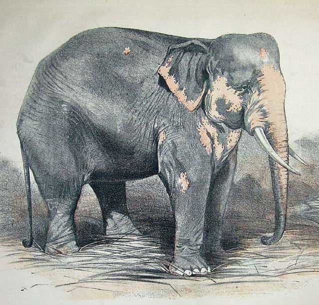 637x609 Race And The White Elephant War - White Elephant Drawing