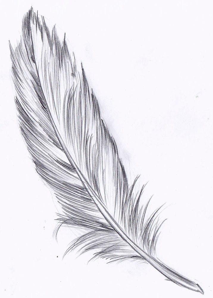 White Feather Drawing at Explore collection of
