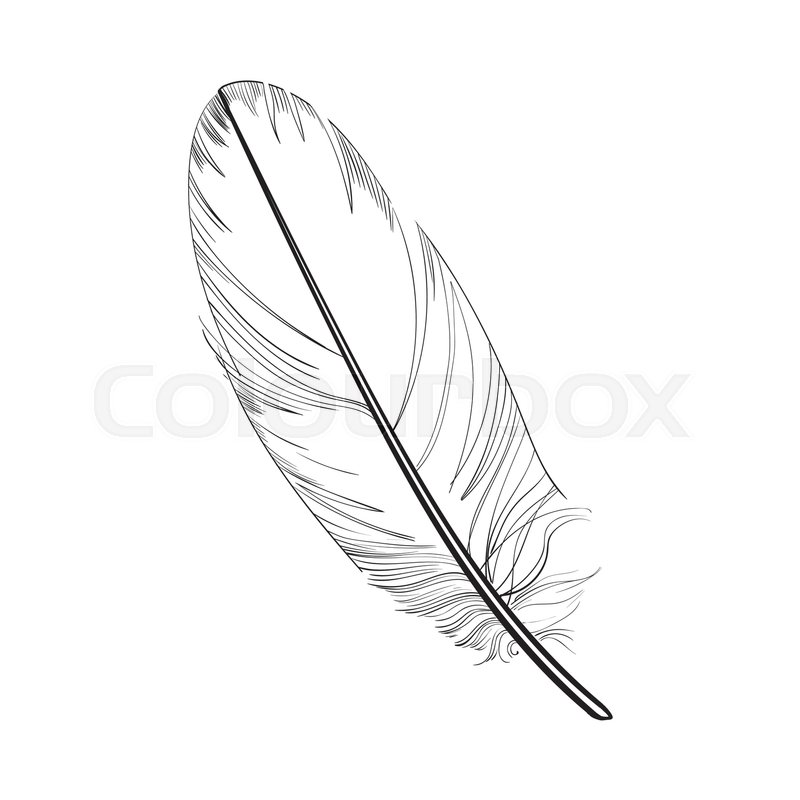800x800 Hand Drawn Smoth, Black And White Stock Vector Colourbox - White Feather Drawing