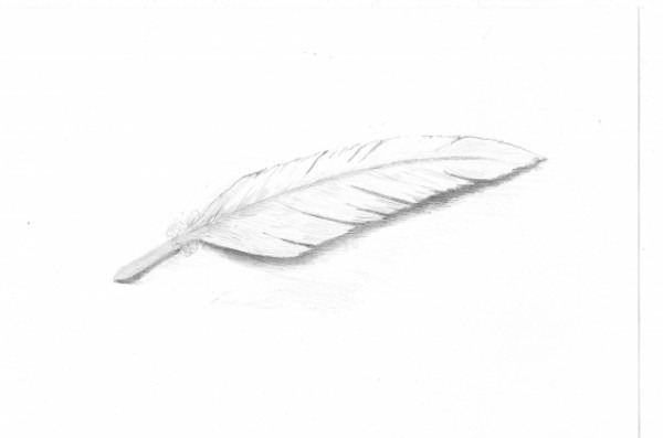 600x397 White Feather Drawing - White Feather Drawing