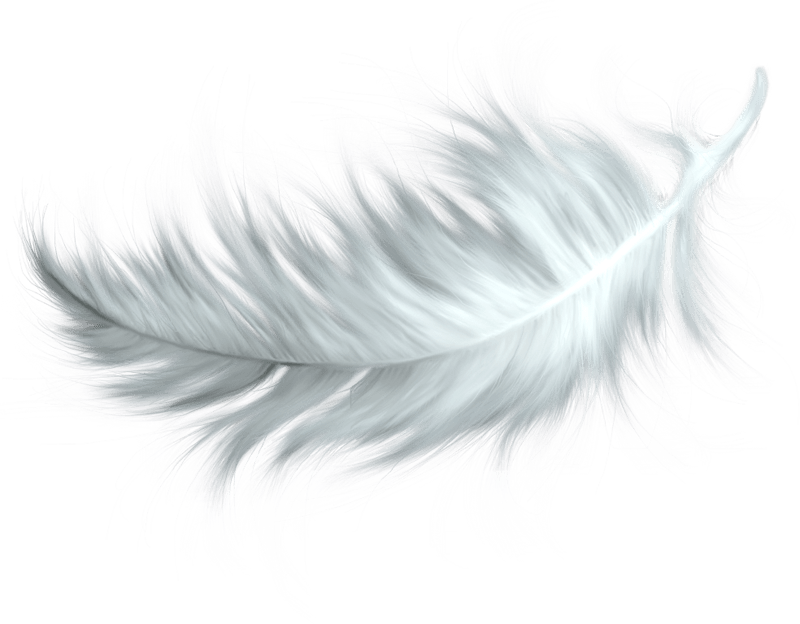 800x624 White Feather Transparent Png - White Feather Drawing