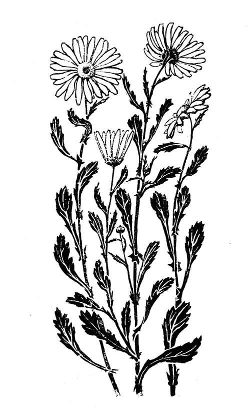 504x827 Flower Sketches - White Flower Drawing