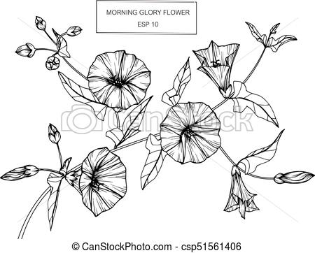 450x362 Morning Glory Flower Drawing And Sketch With Black And White Line - White Flower Drawing