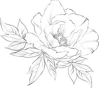 320x285 Peony Flower Line Drawing Sketch Coloring - White Flower Drawing