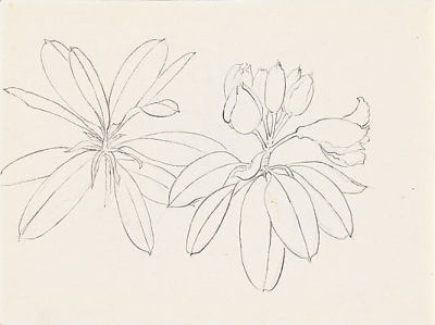 400x299 Flower Drawing Tumblr - White Flower Drawing