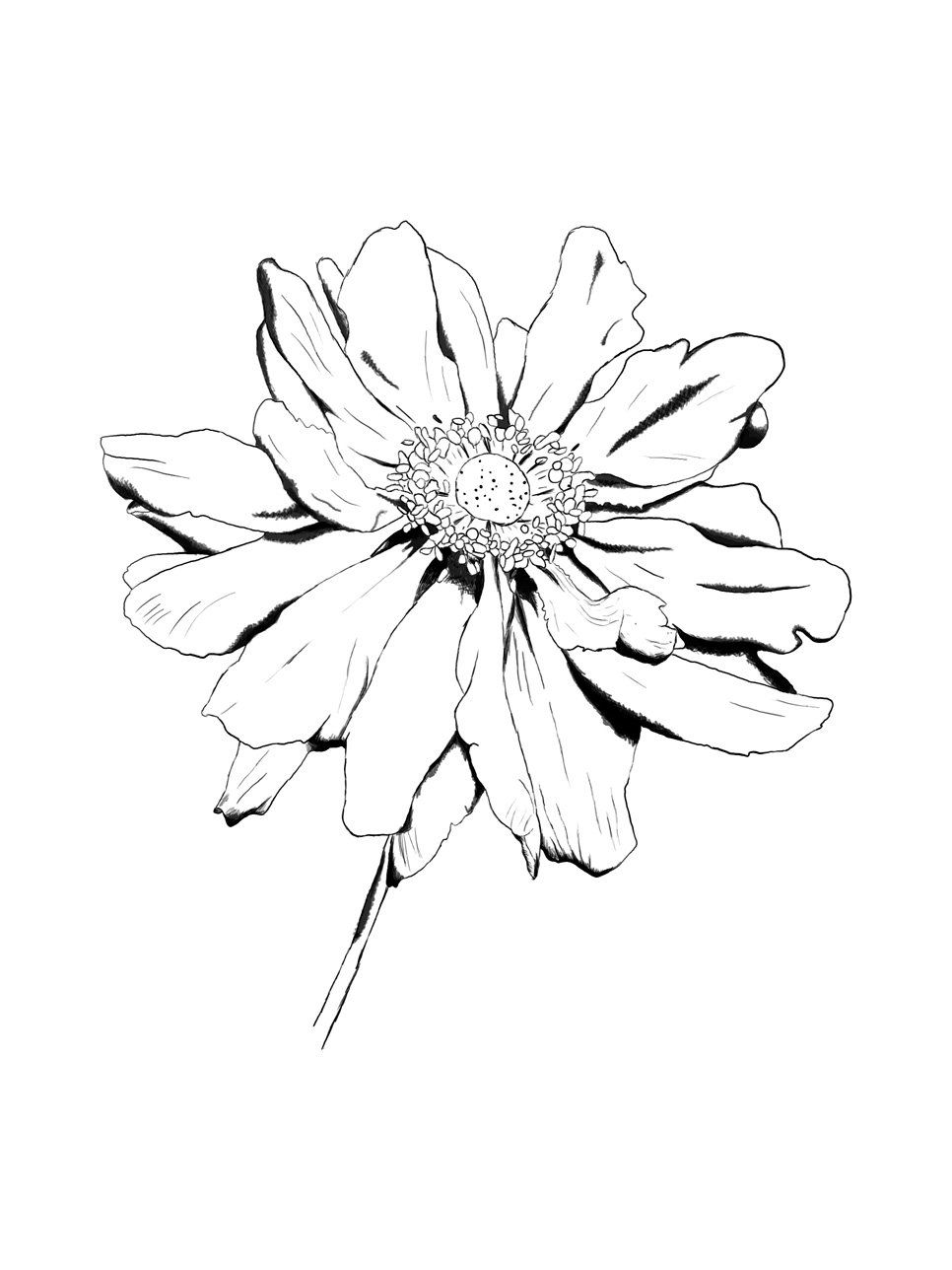966x1288 Drawn With My Tablet, Still A Noob I've Got To Work On My Shading - White Flower Drawing