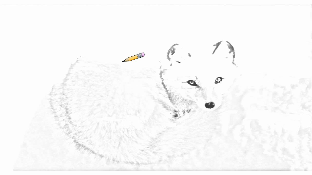 1280x720 Auto Draw Arctic Fox - White Fox Drawing