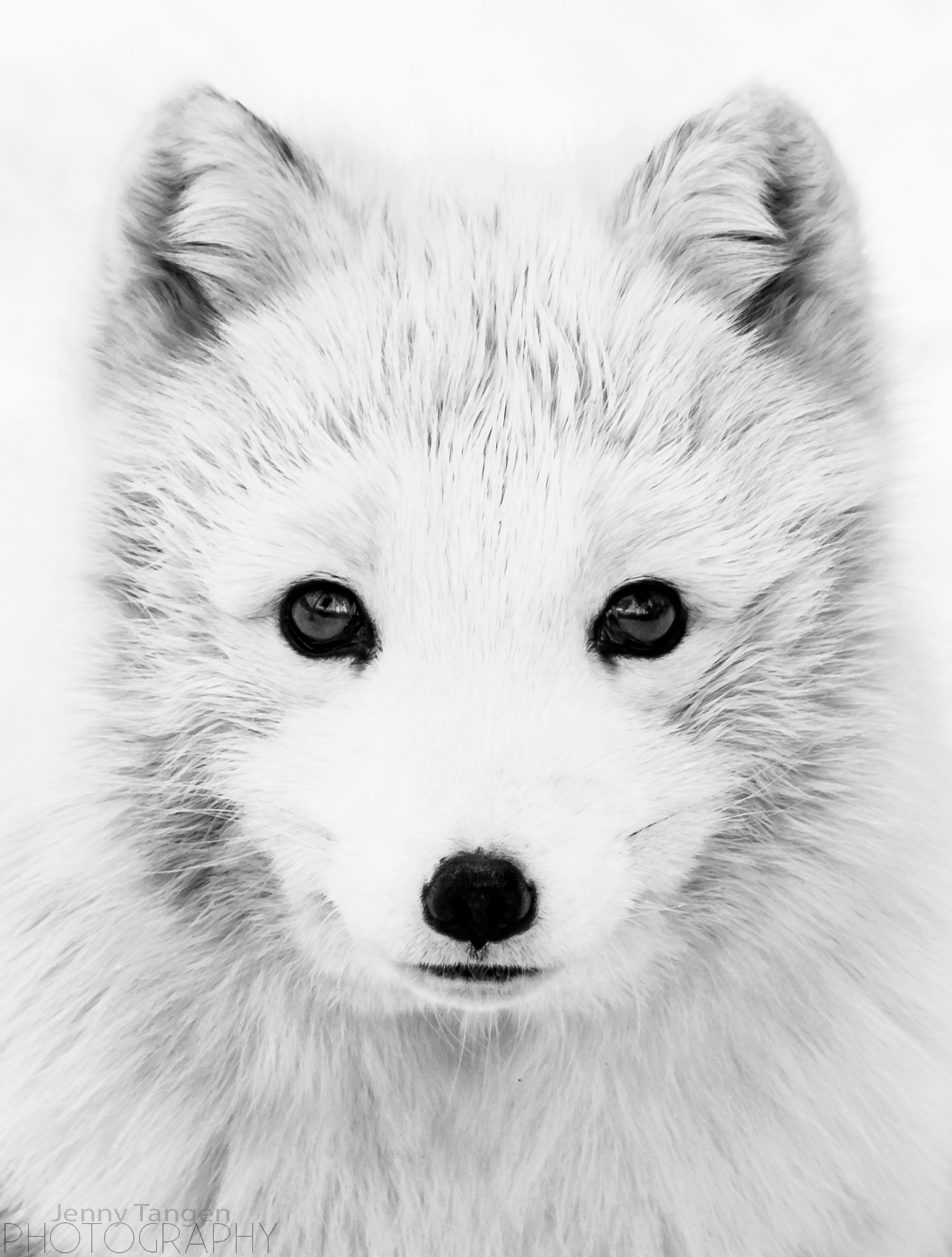 Easy Cute Baby Arctic Fox Drawing madathos