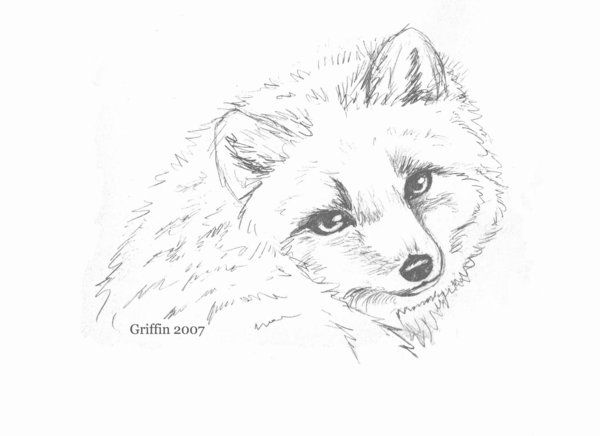 600x436 How To Draw Cute Arctic Fox Drawing Image Gallery - White Fox Drawing