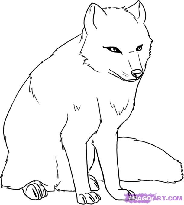609x677 How To Draw A Fox, Step - White Fox Drawing