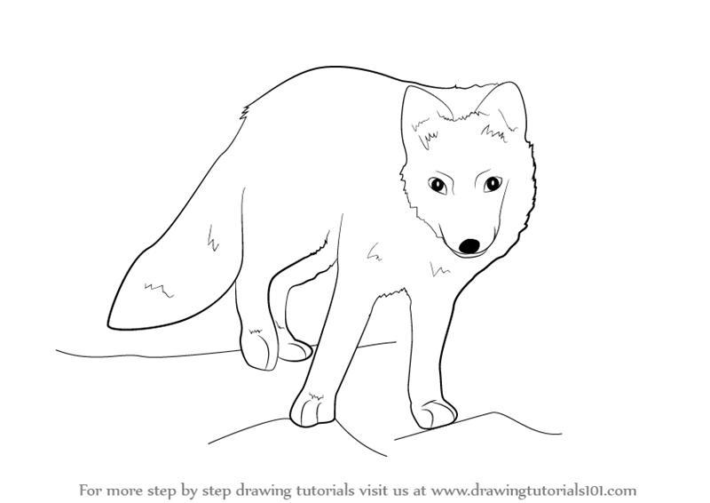 800x566 Learn How To Draw A Arctic Fox - White Fox Drawing