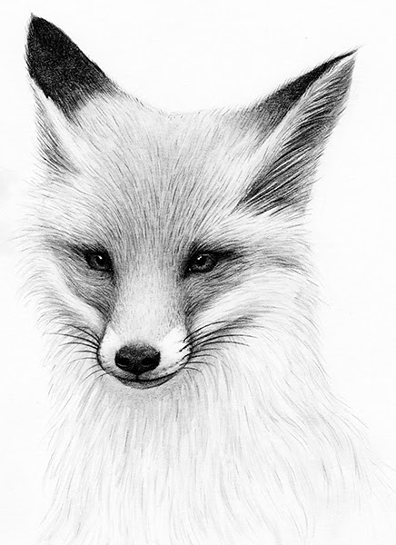 White Fox Drawing at PaintingValley.com | Explore collection of White ...