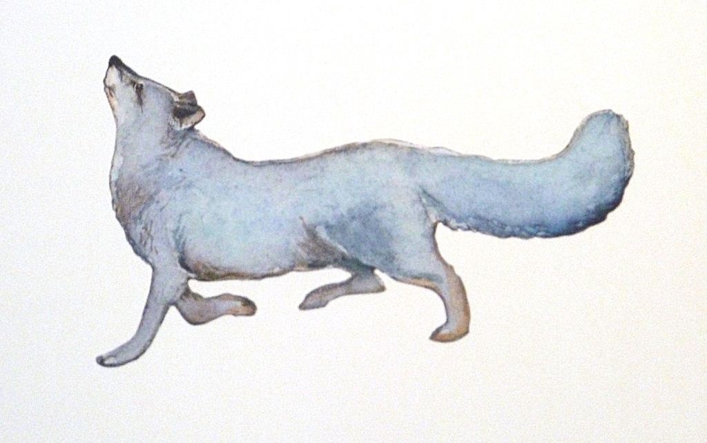 1024x642 The White Fox - White Fox Drawing