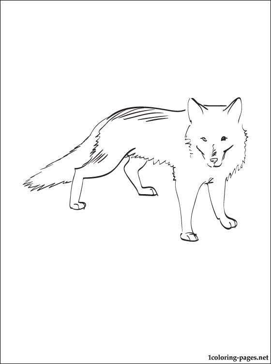 White Fox Drawing at PaintingValley.com | Explore collection of White ...