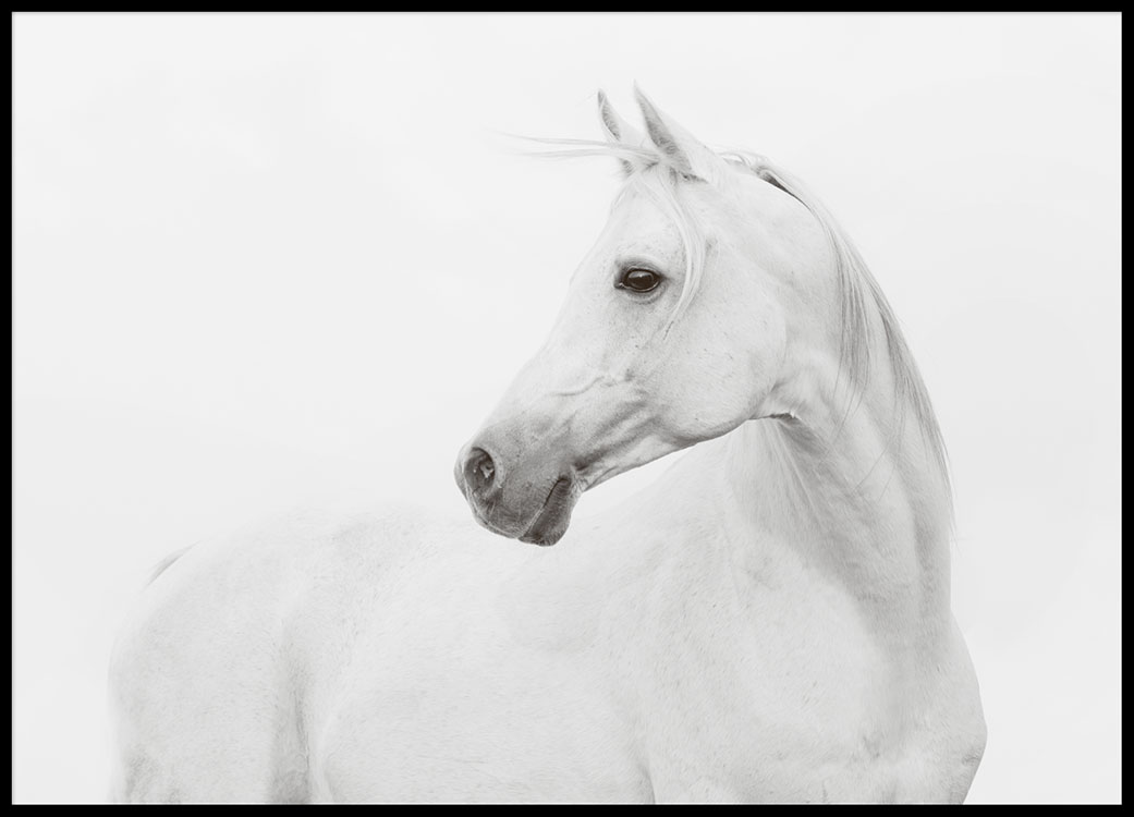 1041x750 poster with photographs of a white horse - White Horse Drawing