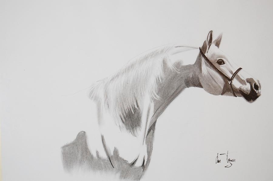 900x595 White Horse Drawing - White Horse Drawing