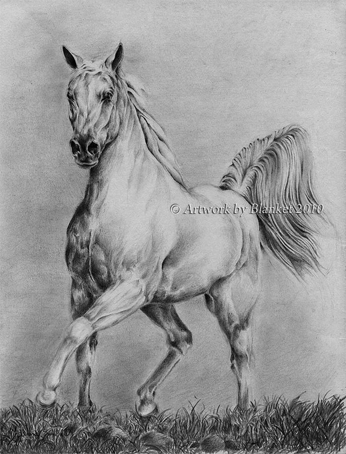 687x900 White Horse Drawing - White Horse Drawing
