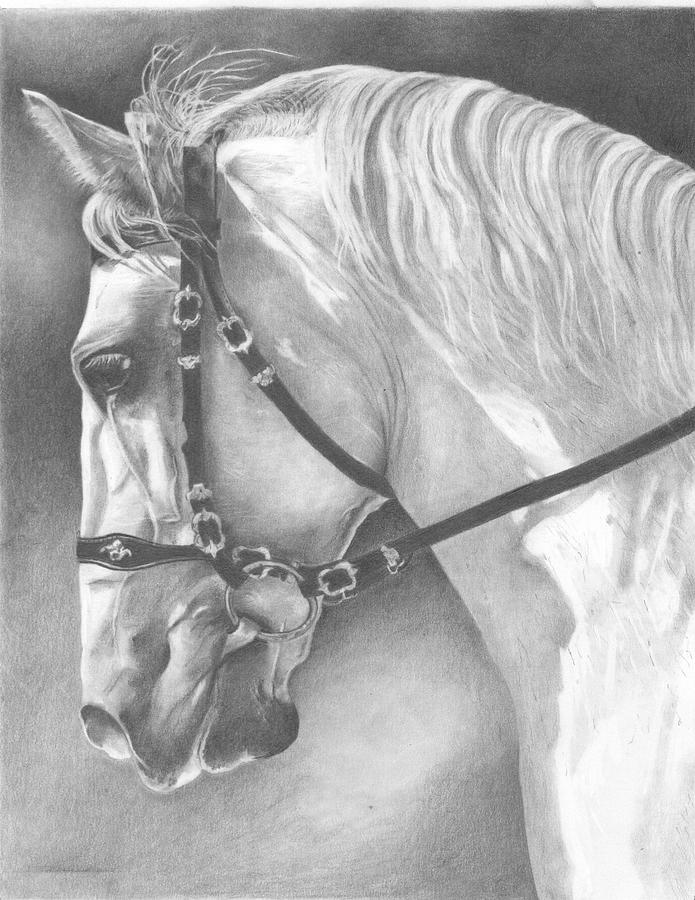 695x900 White Horse Drawing - White Horse Drawing