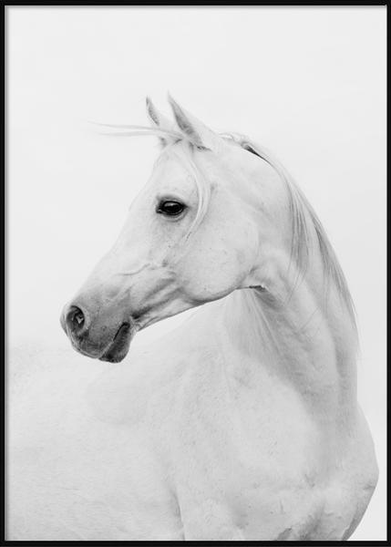 429x600 White Horse Portrait - White Horse Drawing