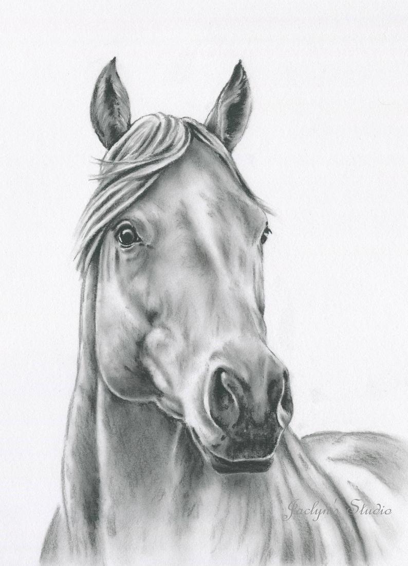 794x1100 Horse Art Original Charcoal Horse Drawing Etsy - White Horse Drawing