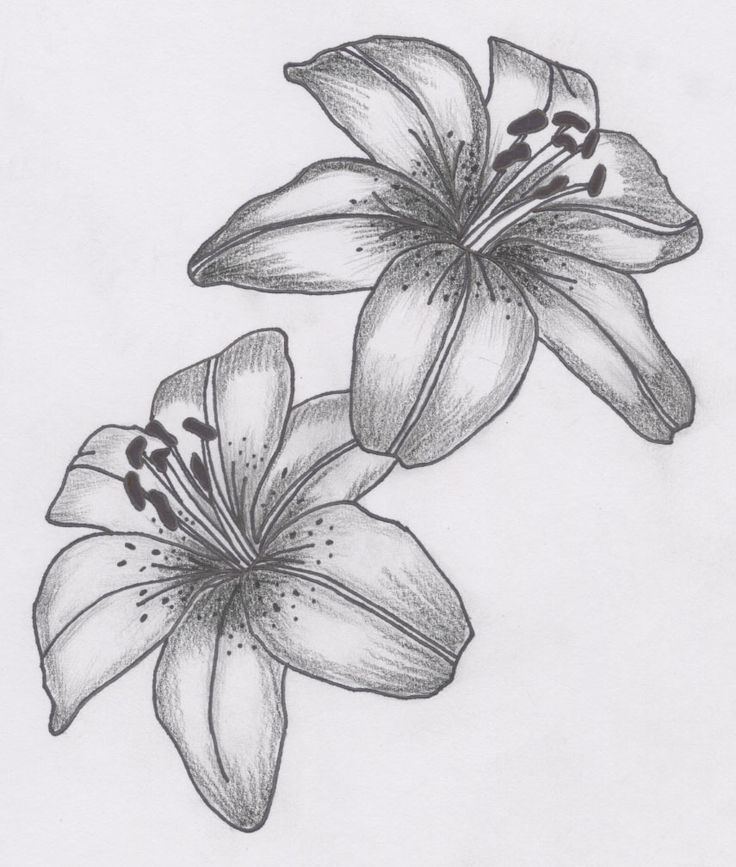 White Lily Drawing
